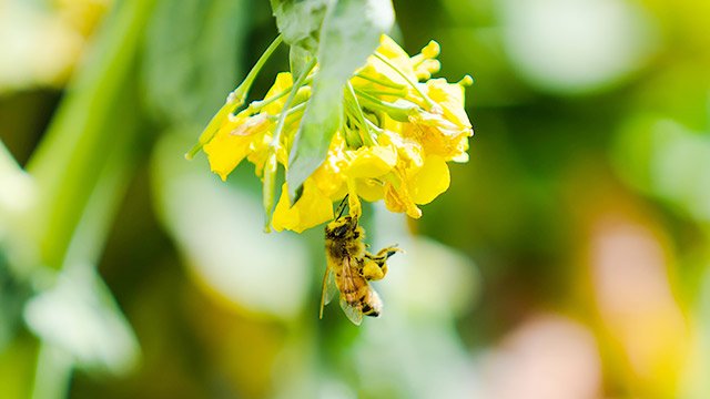 日本に古くから生息するニホンミツバチを探す :: デイリーポータルZ