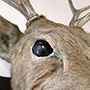 鹿の剥製を監視カメラに（デジタルリマスター版）