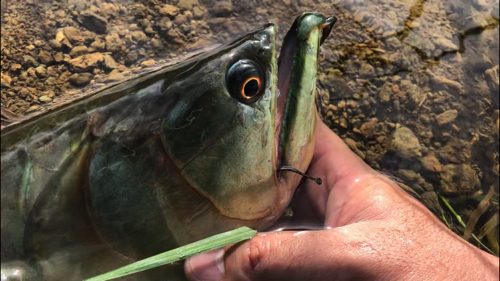 沖縄で野良アロワナを釣って食べた デイリーポータルz